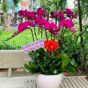 Chậu Lan Hồ Điệp H1