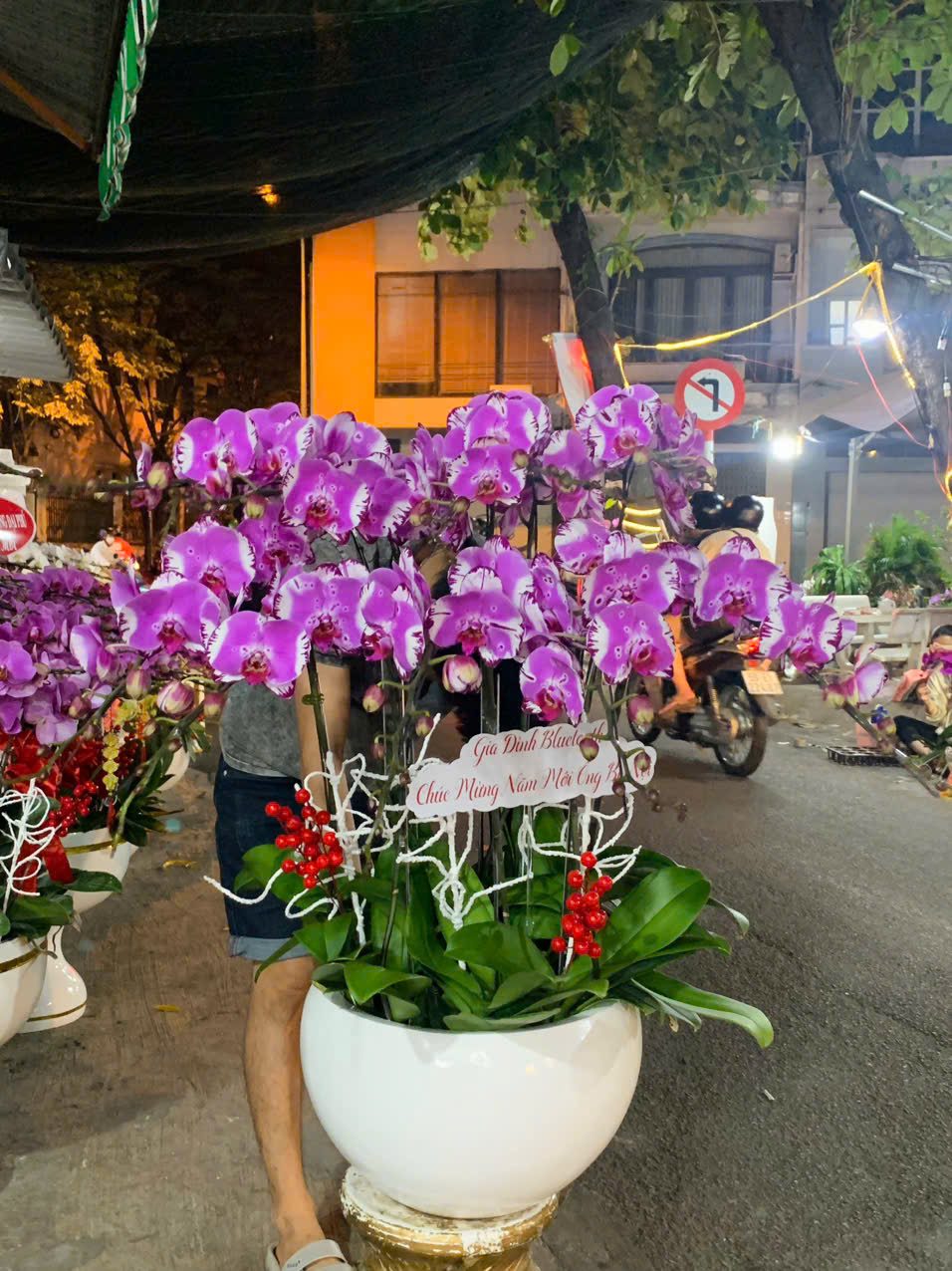 Chậu Lan Hồ Diệp 2025 - Hoaonline