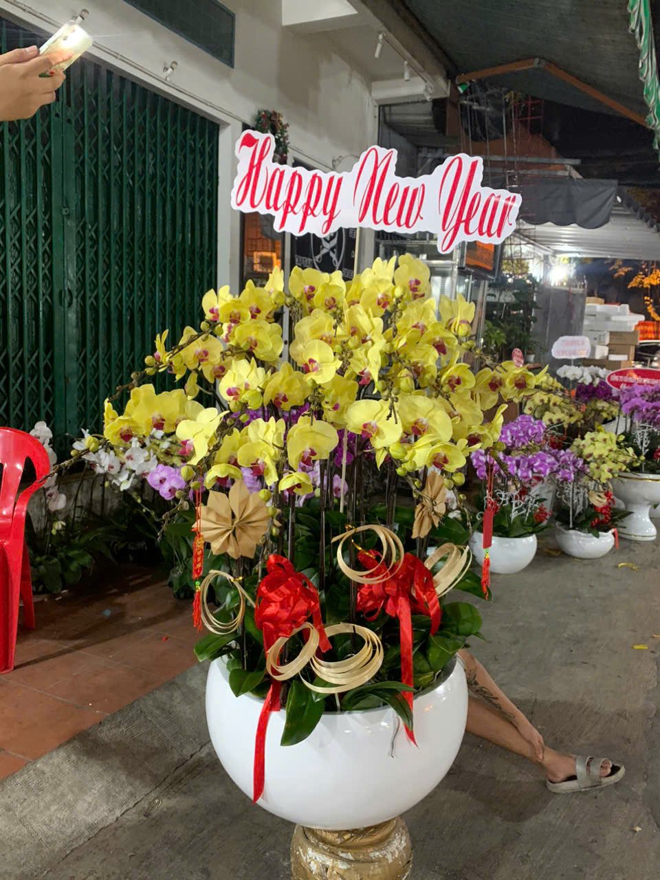 Chậu Lan Hồ Diệp 2025 - Hoaonline