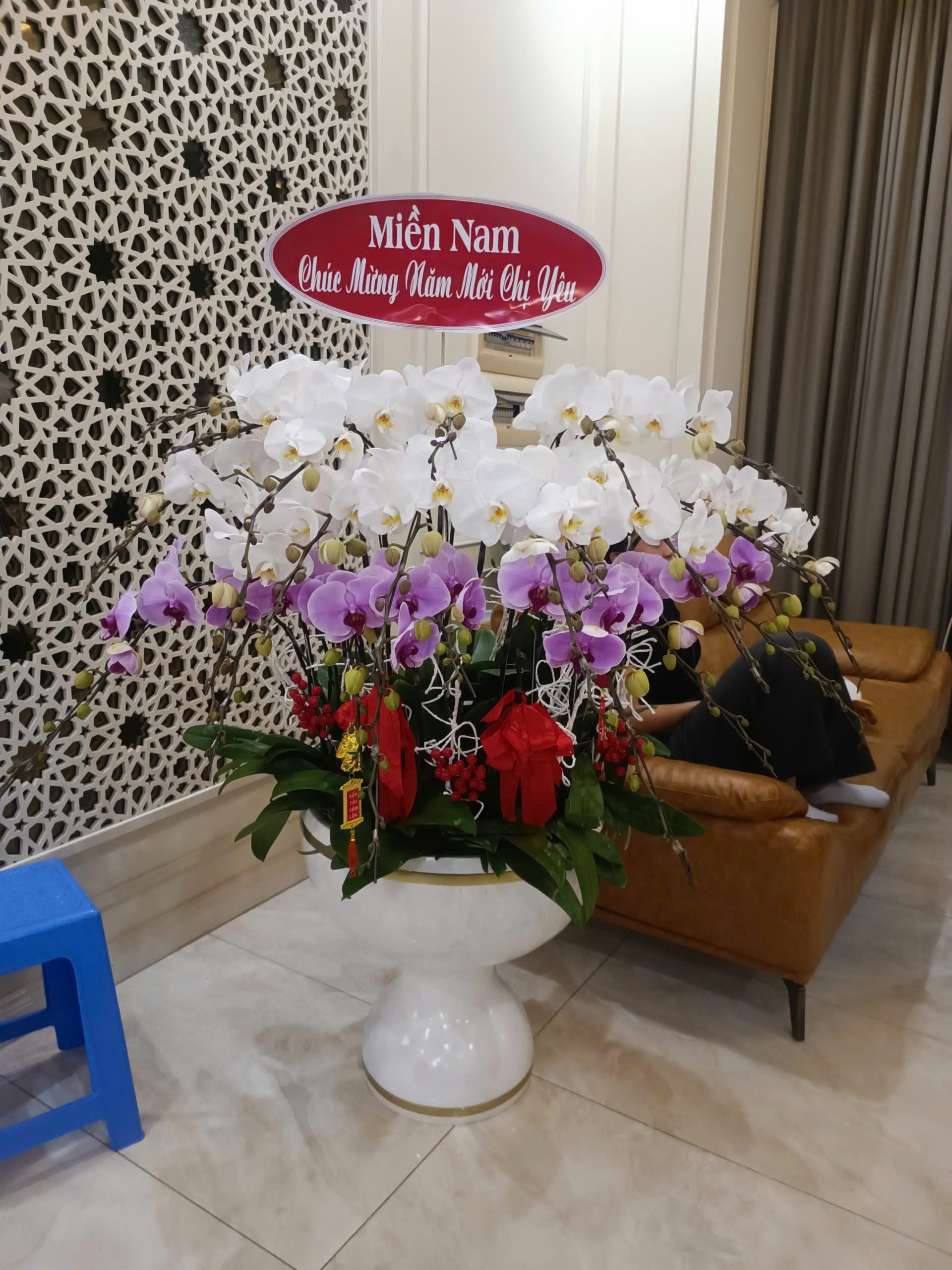 Chậu Lan Hồ Diệp 2025 - Hoaonline