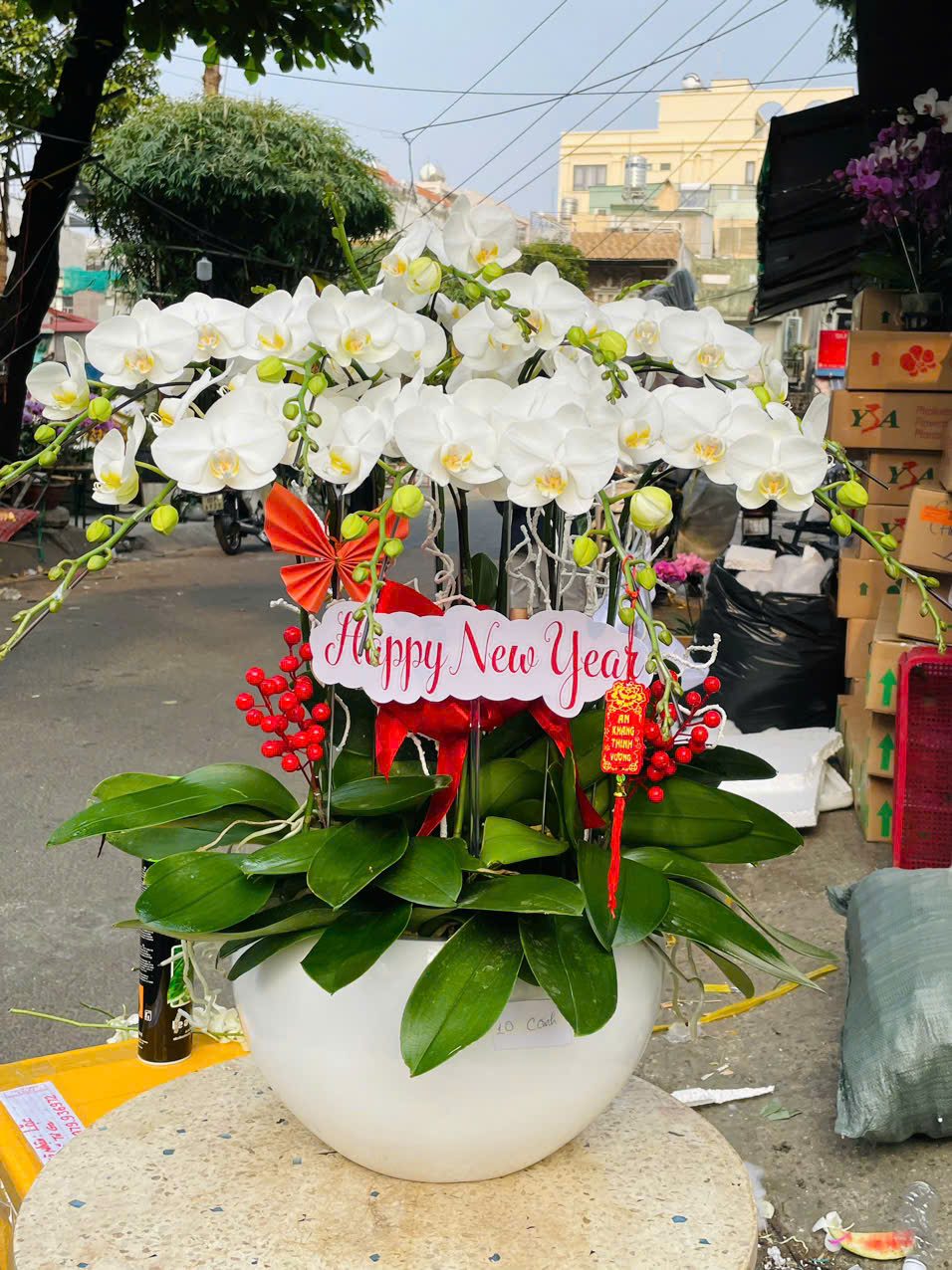 Chậu Lan Hồ Diệp 2025 - Hoaonline