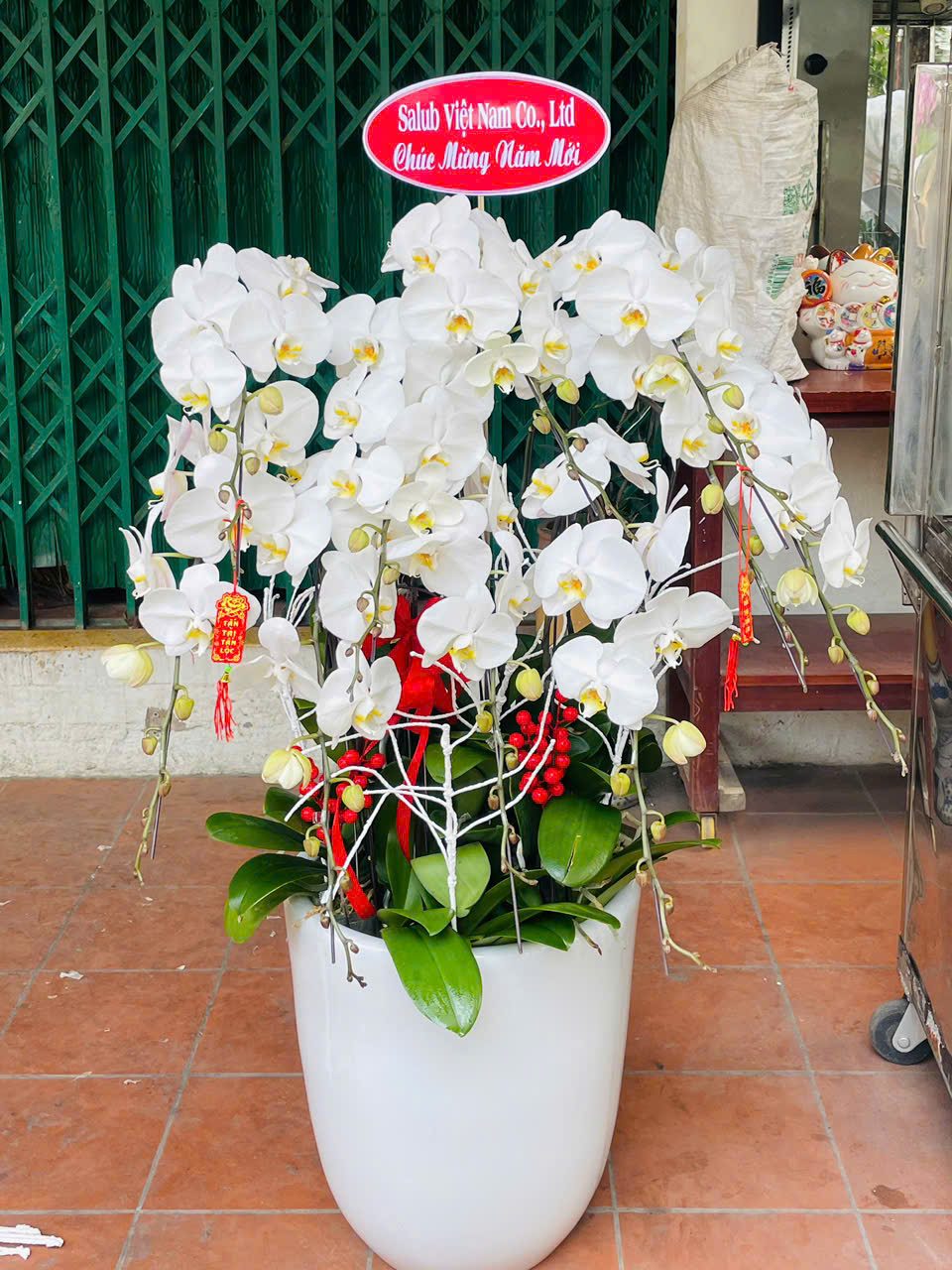 Chậu Lan Hồ Diệp 2025 - Hoaonline