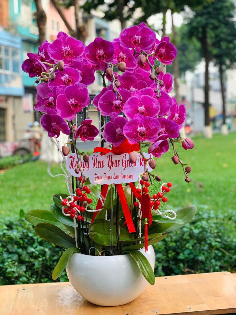 Chậu Lan Hồ Diệp 2025 - Hoaonline