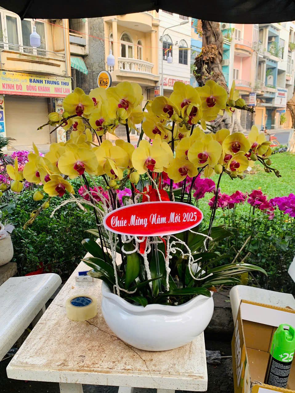 Chậu Lan Hồ Diệp 2025 - Hoaonline