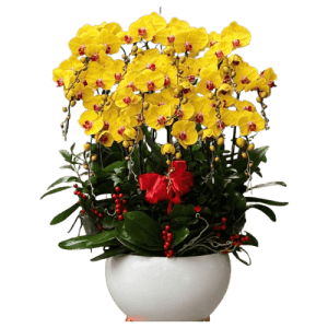 Chậu Lan Hồ Điệp Vàng