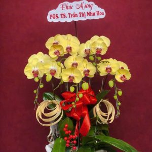 Chậu Lan Hồ Điệp Năng Động