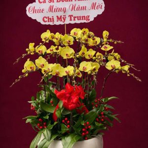 Chậu Lan Hồ Điệp Vàng Thơ Mộng