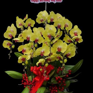 Chậu Lan Hồ Điệp Vàng Nhạt Thanh Tao
