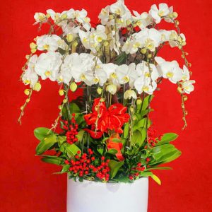 Chậu Lan Hồ Điệp Trắng Trắng Thanh Khiết