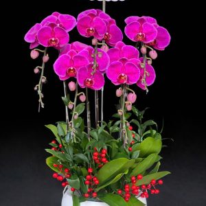 Chậu Lan Hồ Điệp Hồng Phấn Lãng Mạn