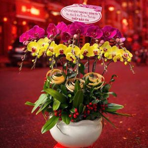 Chậu Lan Hồ Điệp Mix Màu Cao Cấp