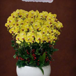 Chậu Lan Hồ Điệp Vàng Rực Rỡ