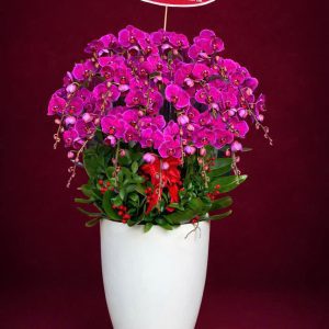 Chậu Lan Hồ Điệp Đỏ Ớt HĐ 2