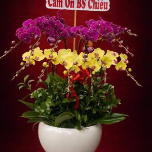 Chậu Lan Hồ Điệp Vàng Tím