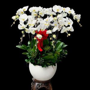 Chậu Lan Hồ Điệp Trắng Thanh Lịch