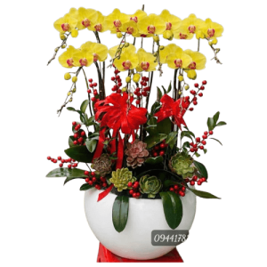 CHẬU HOA LAN HỒ ĐIỆP HL05