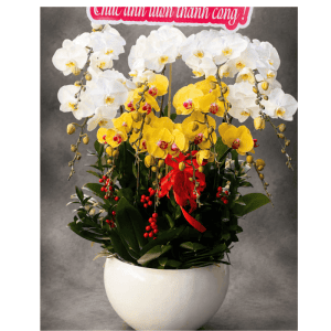 Chậu hoa lan hồ điệp HL07