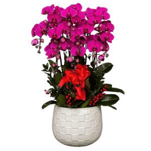 Chậu hoa lan hồ điệp HL06